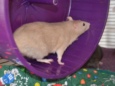 Reep on a Wheel