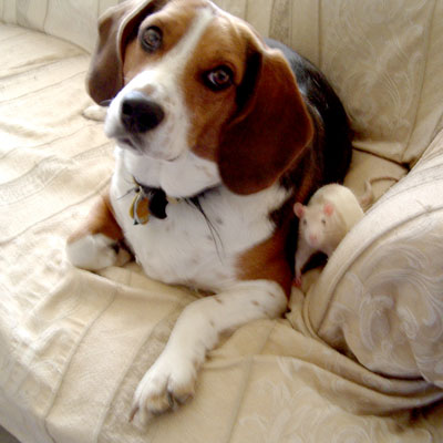 Rats and Dog Together