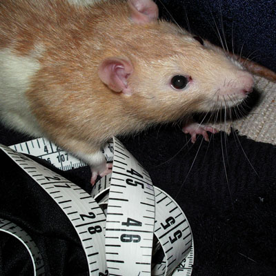 Wally Rat
